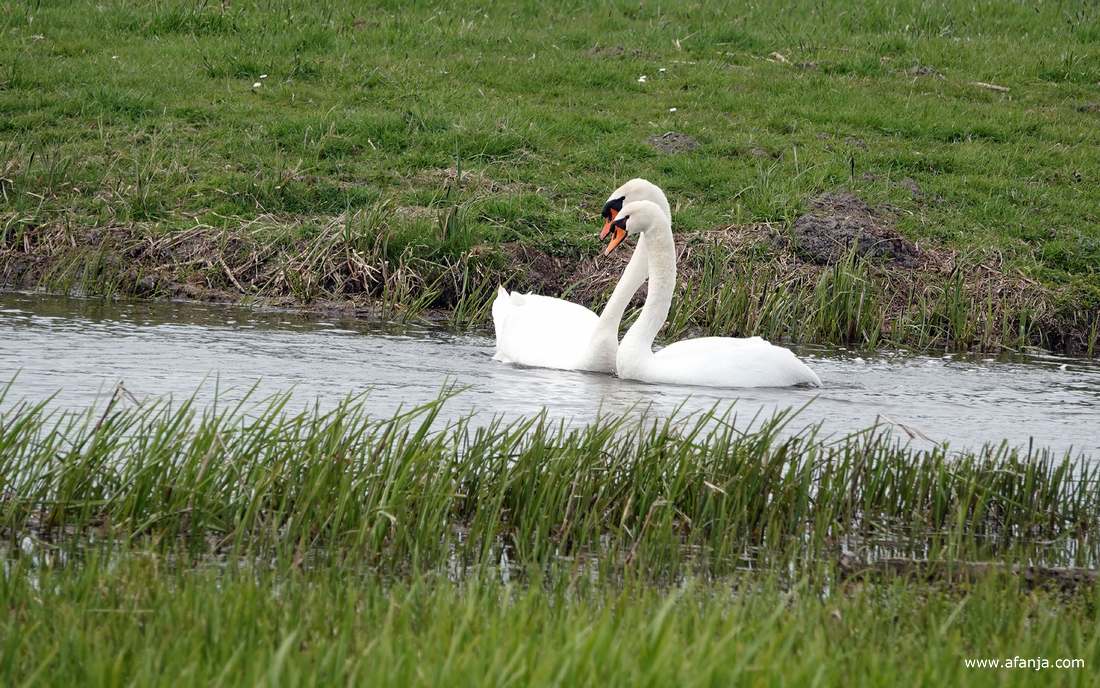 twee knobbelzwanen na afloop van de paring