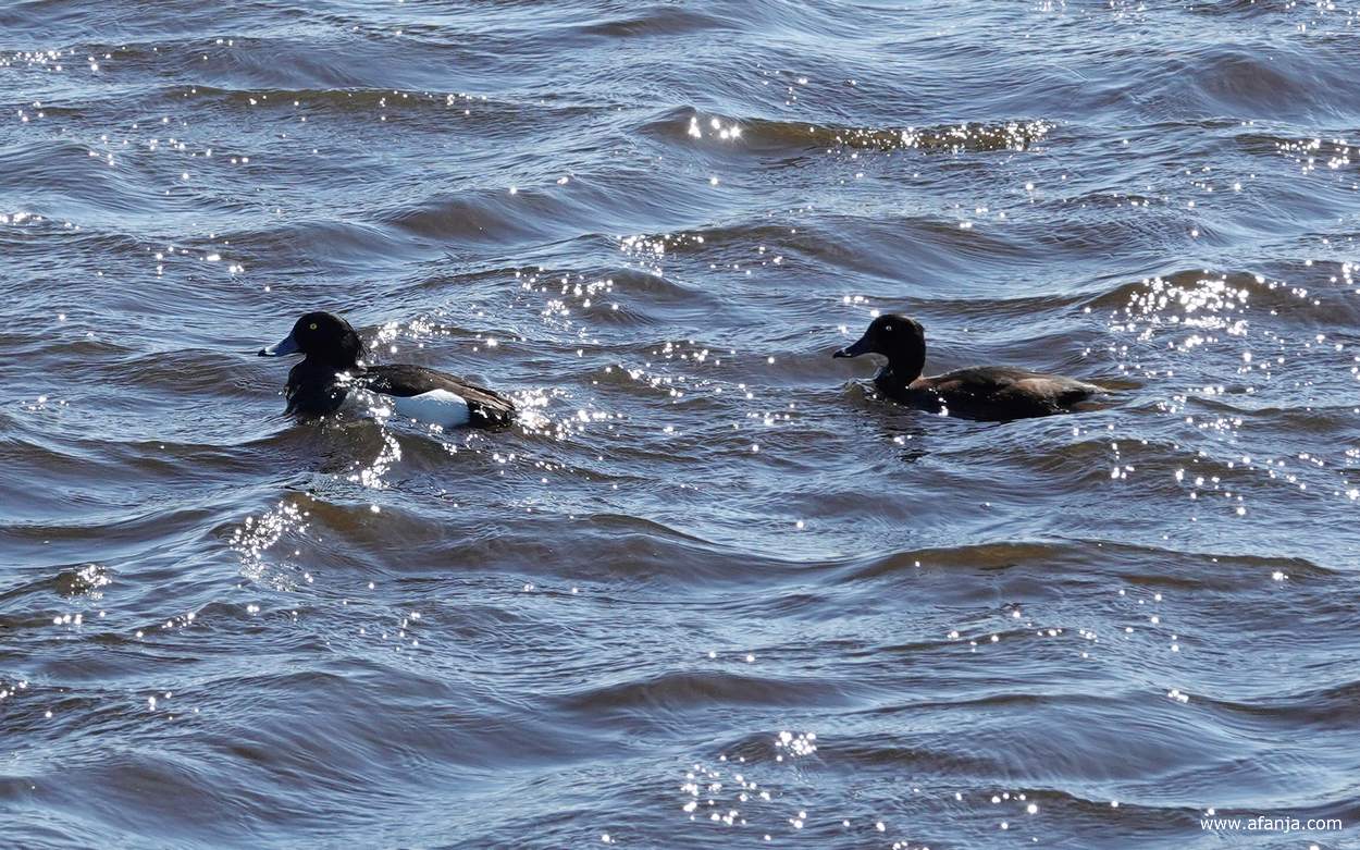 een paar kuifeenden doorklieven de golven in de grote plas in de Jan Durkspolder