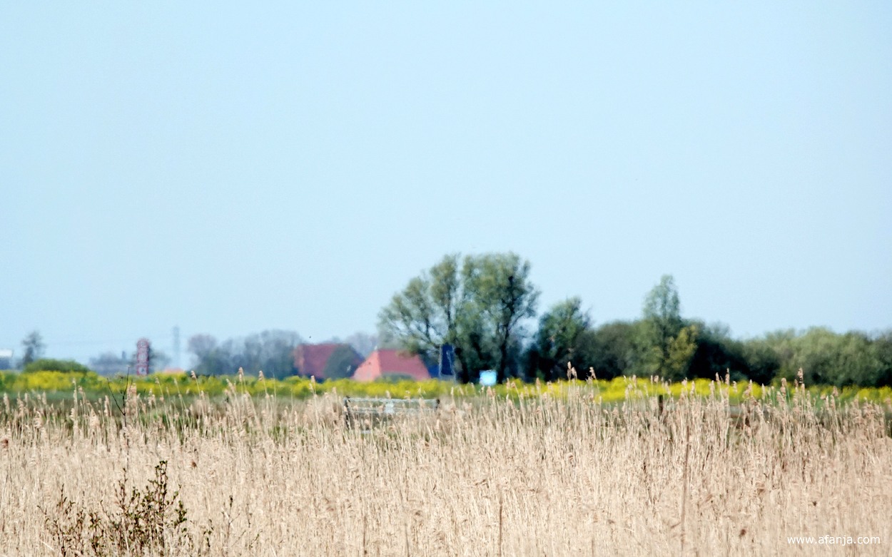 rietland aan de Dominee Bolleman van der Veenweg ten noorden van Earnewâld