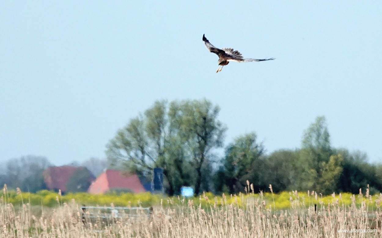 een bruine kiekendief zweeft boven het rietland