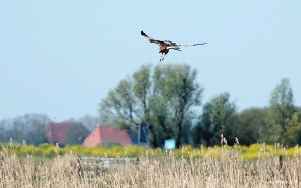 een bruine kiekendief zweeft boven het rietland
