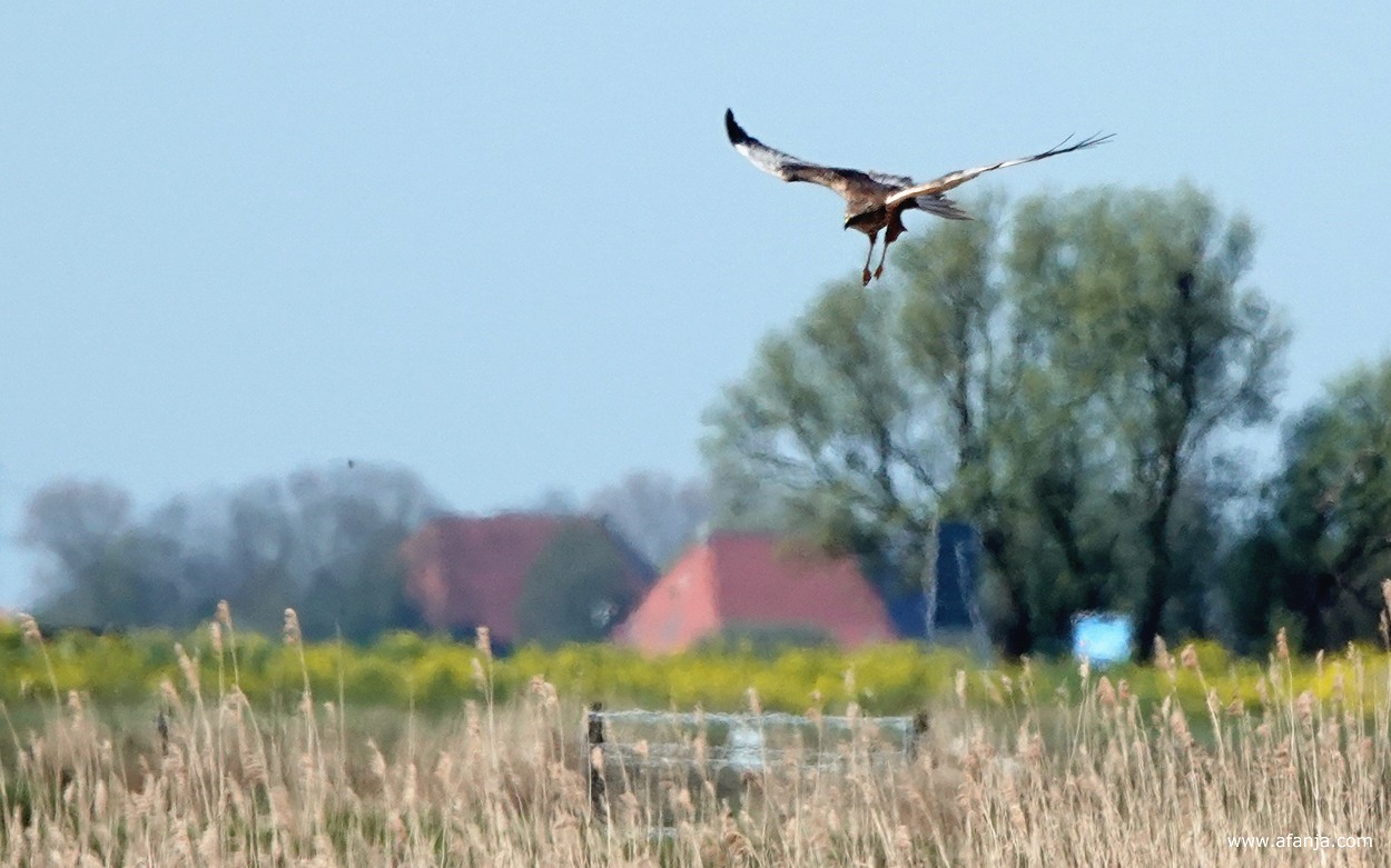 een bruine kiekendief zweeft boven het rietland