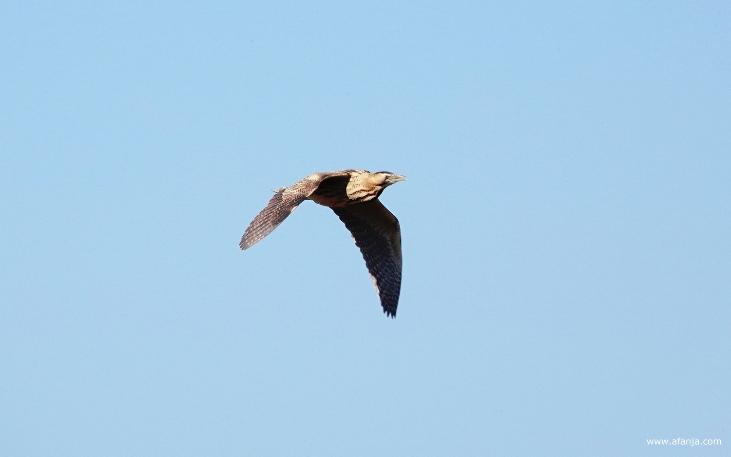 een roerdomp in volle vlucht bij Earnewâld