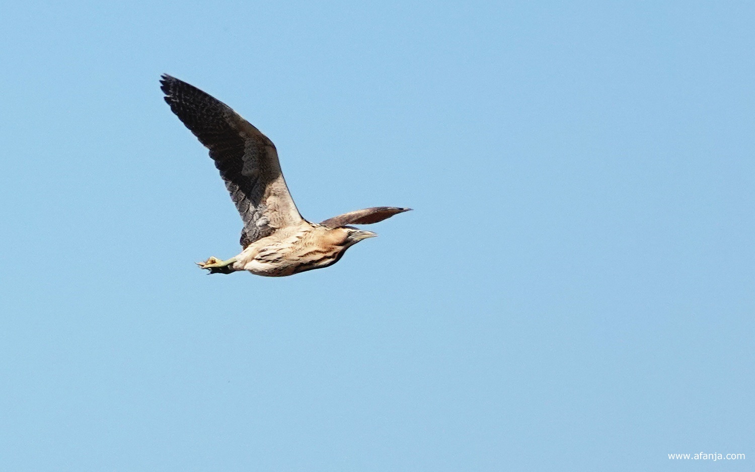 een roerdomp in volle vlucht bij Earnewâld