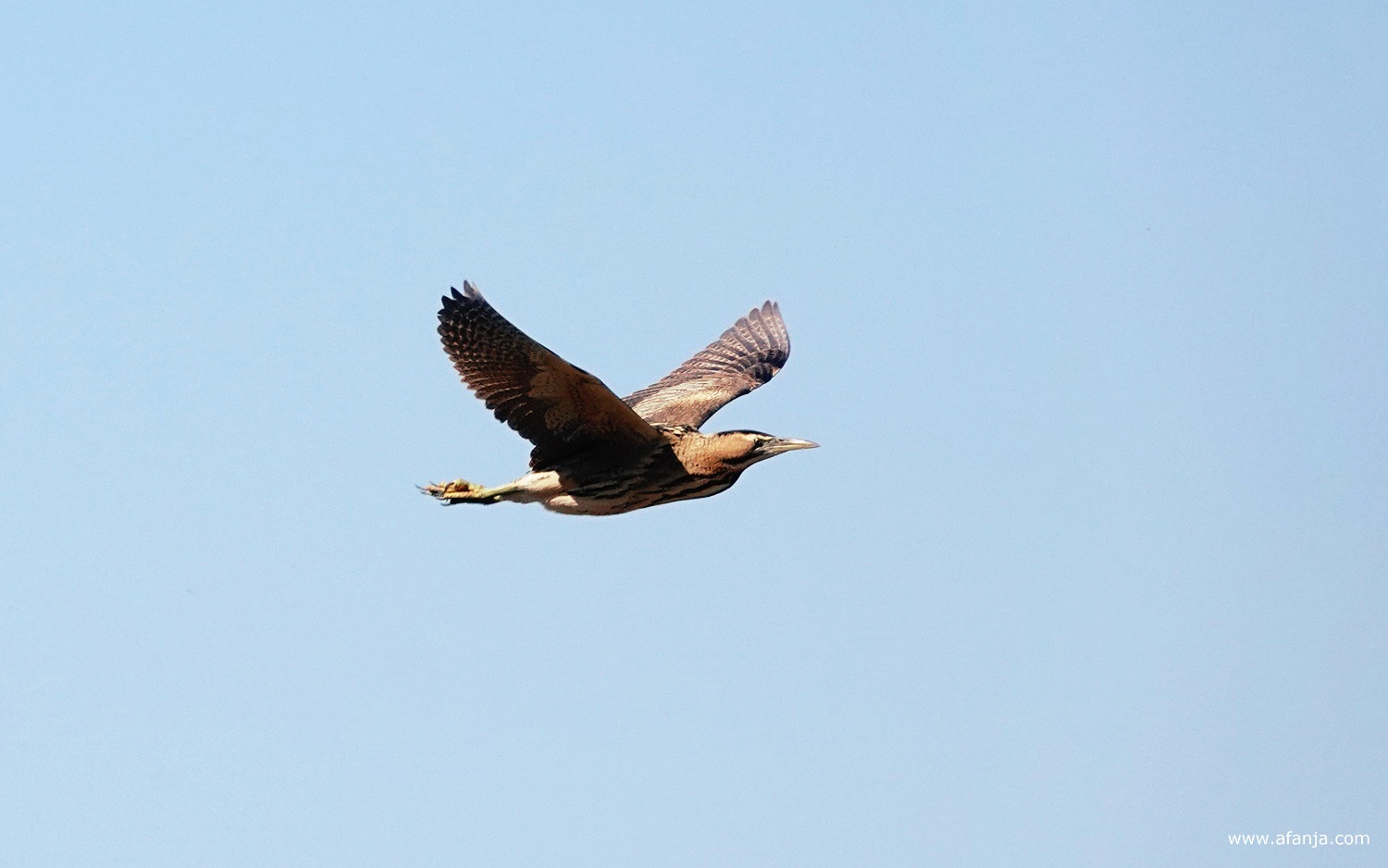 een roerdomp in volle vlucht bij Earnewâld
