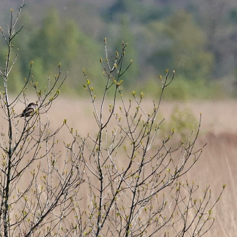 een blauwborst in het Fochteloërveen