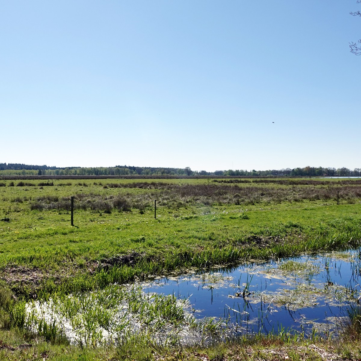 in het Fochteloërveen