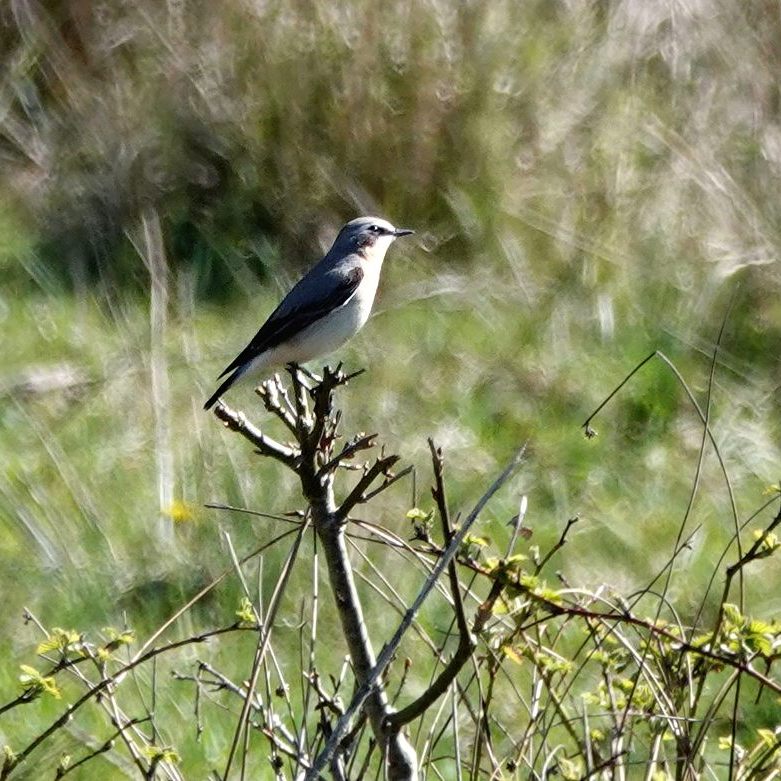 een tapuit in het Fochteloërveen
