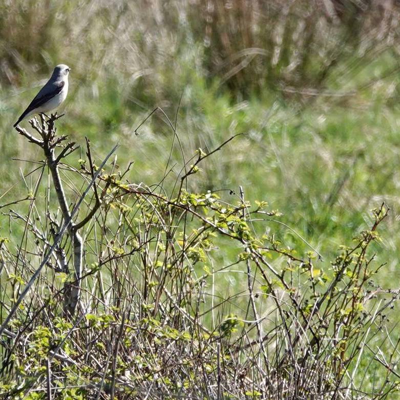 een tapuit in het Fochteloërveen