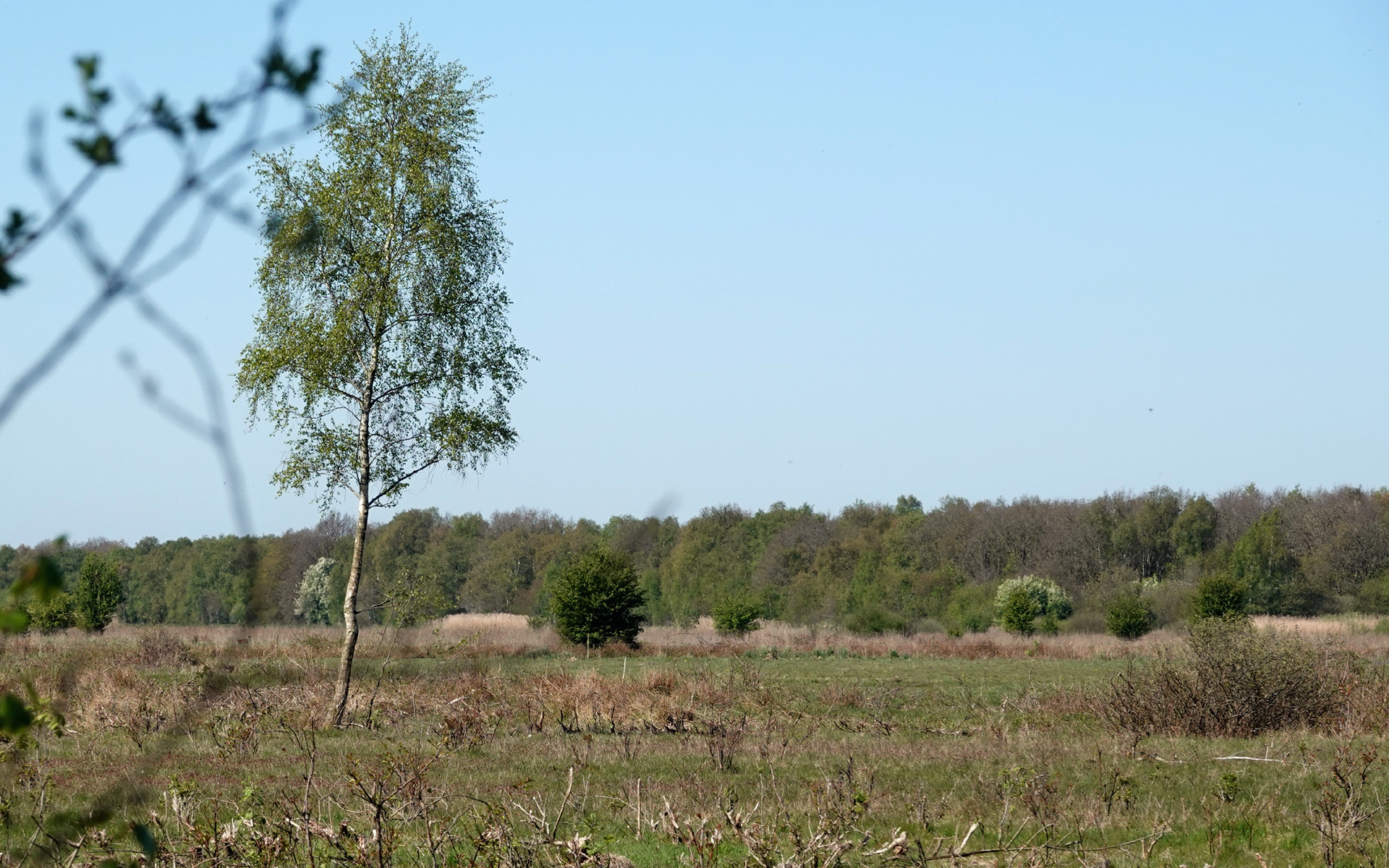 in het Fochteloërveen