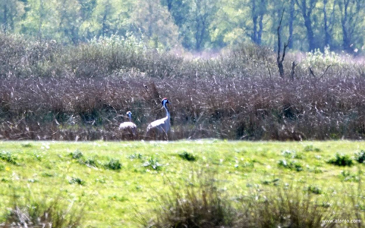 de eerste kraanvogels die ik zie in het Fochteloërveen