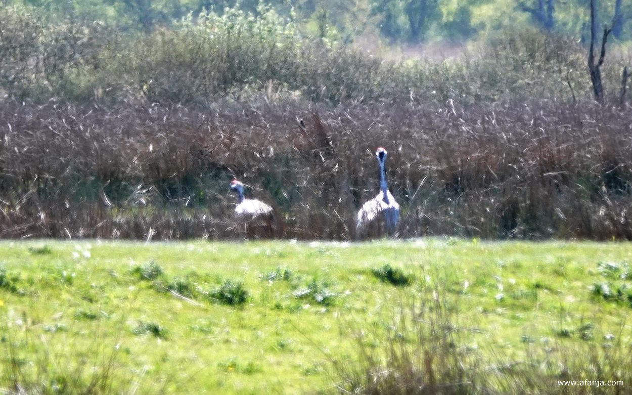 de eerste kraanvogels die ik zie in het Fochteloërveen