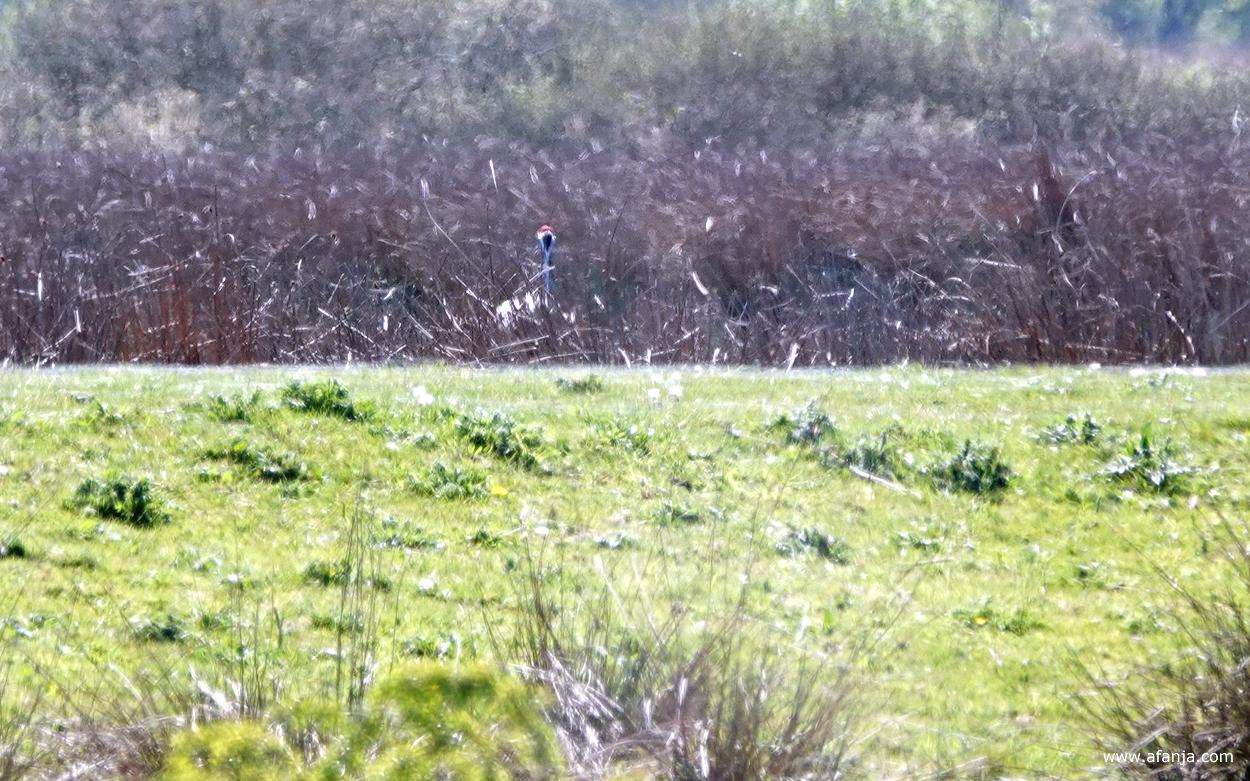 een kraanvogel in het Fochteloërveen