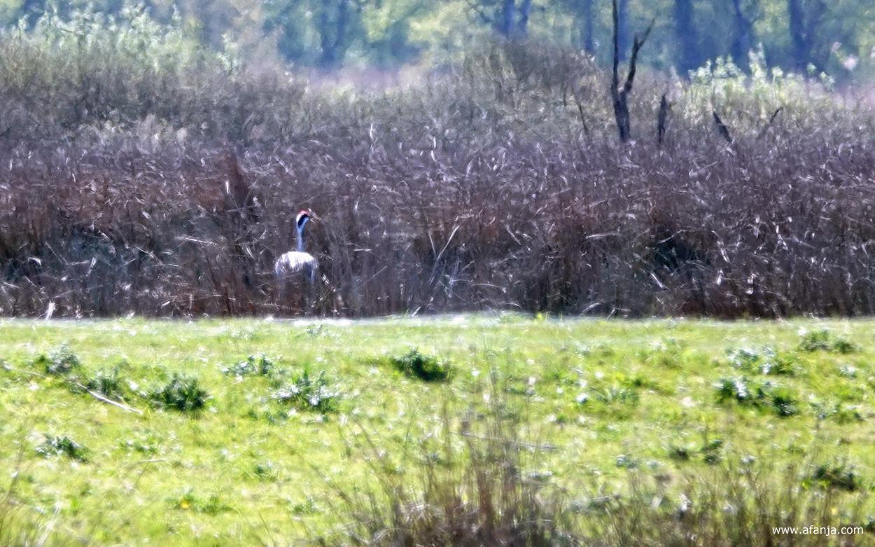 een kraanvogel in het Fochteloërveen