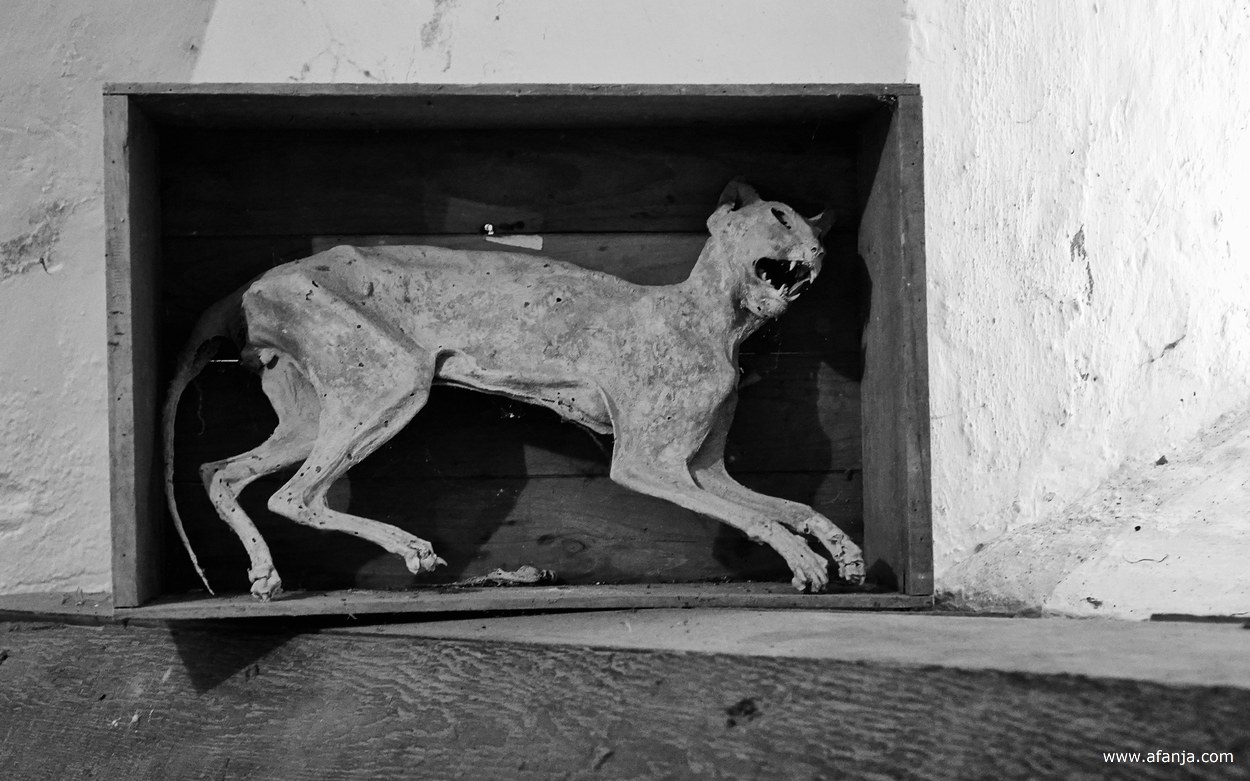 een gemummificeerde kat in de garfkelder