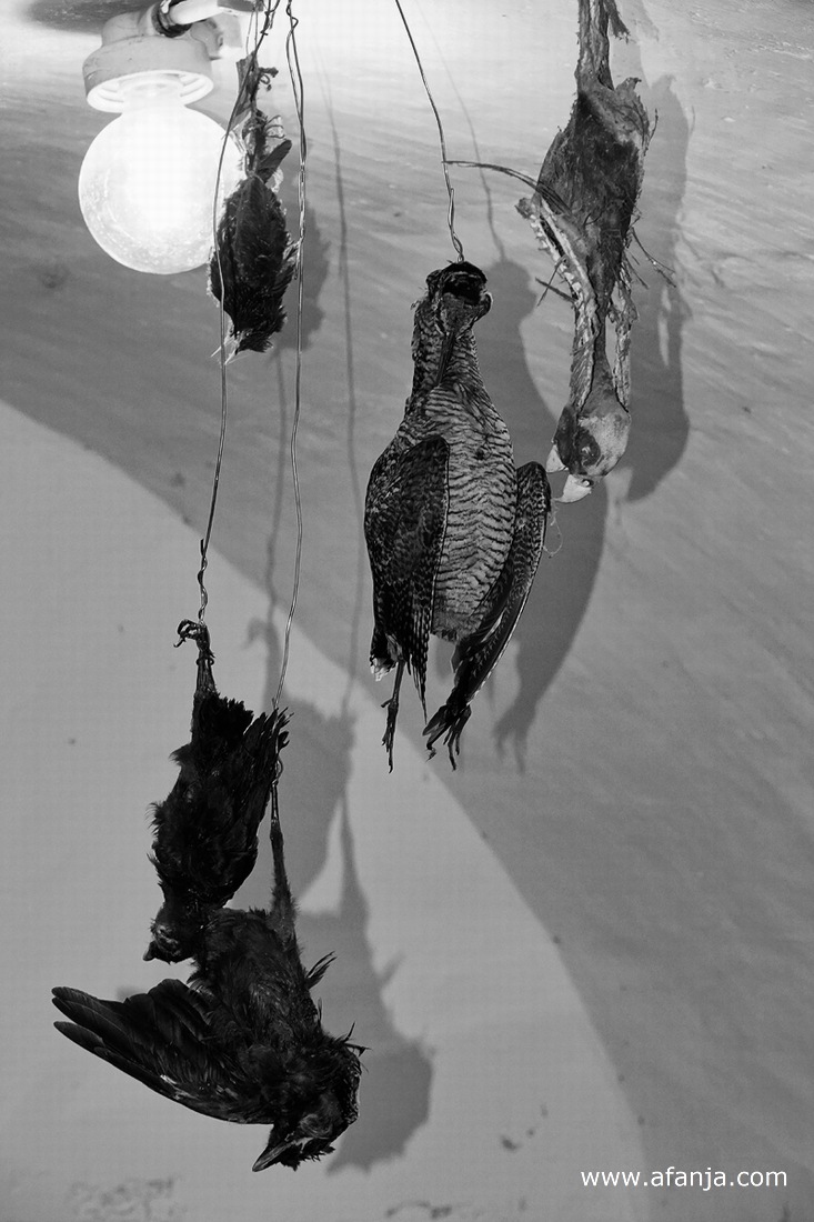 opgehangen dode vogels in de grafkelder