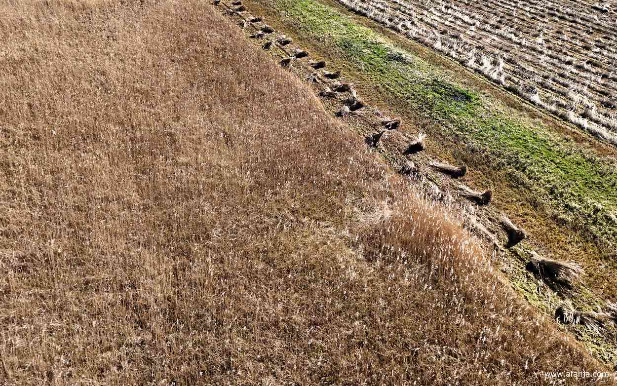 lijnen en structuren in het rietland