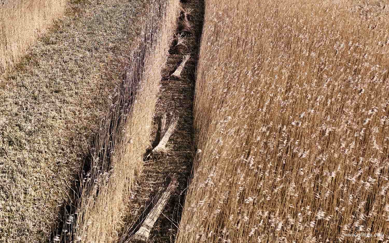 lijnen en structuren in het rietland