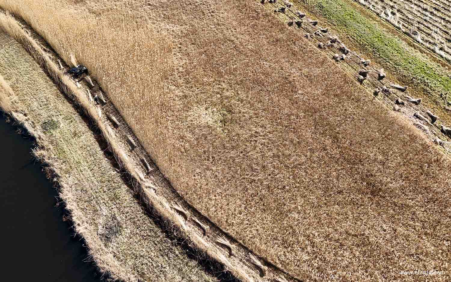 lijnen en structuren in het rietland