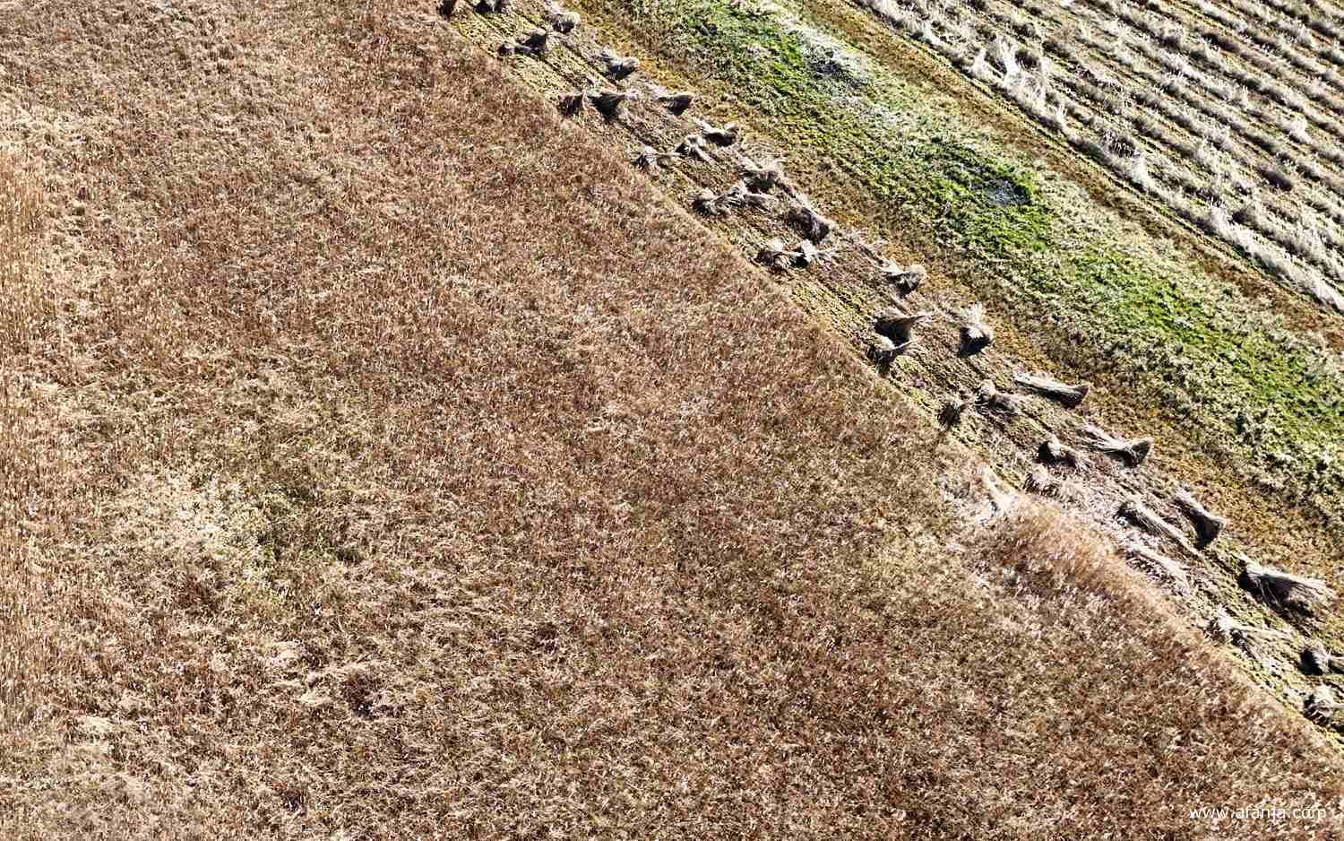lijnen en structuren in het rietland
