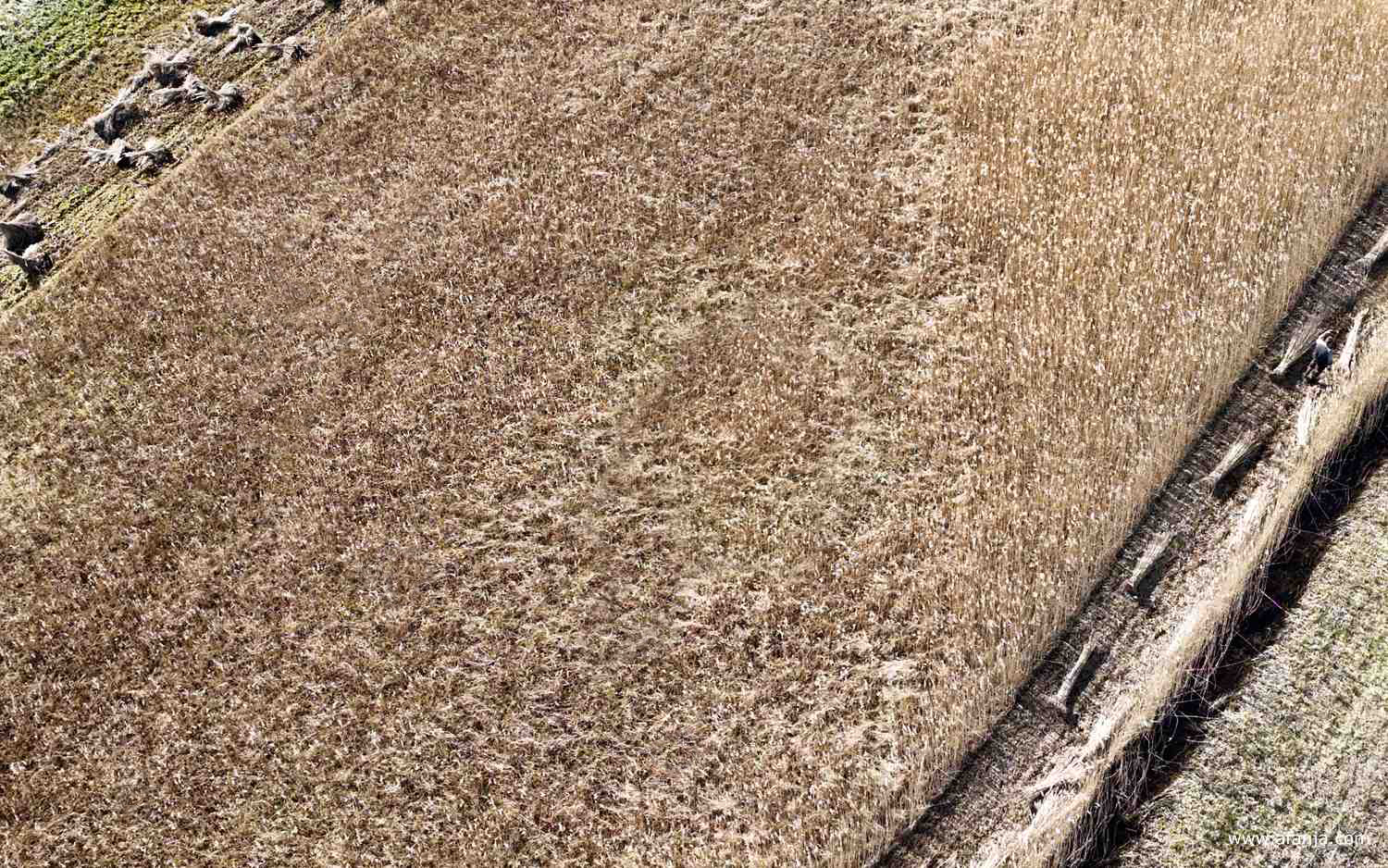 lijnen en structuren in het rietland