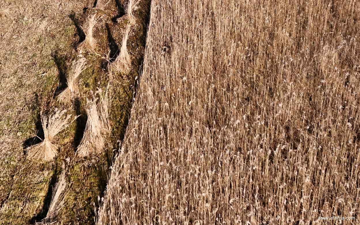 lijnen en structuren in het rietland