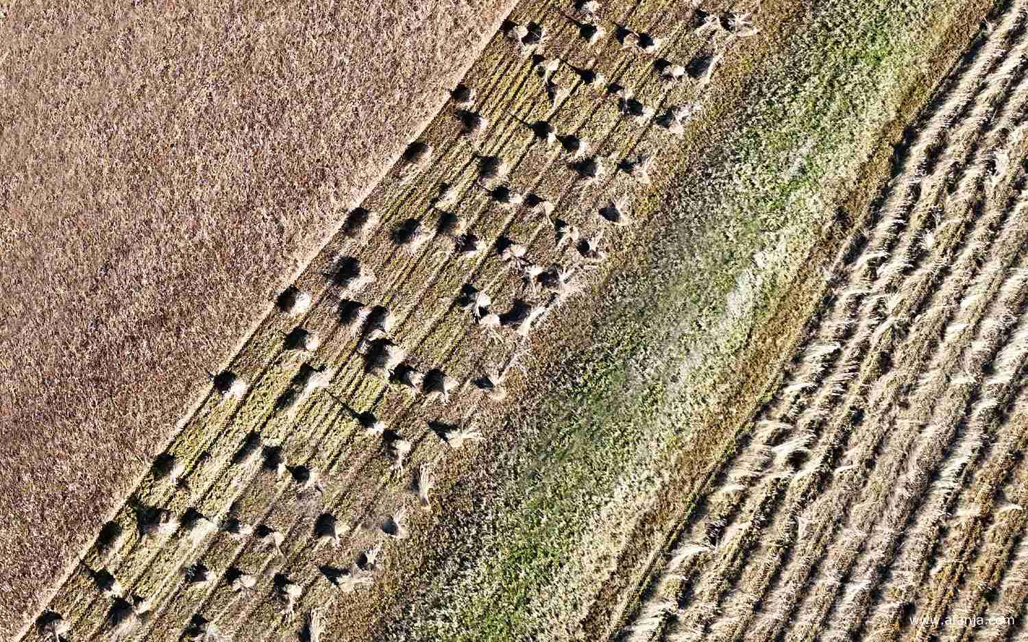 lijnen en structuren in het rietland