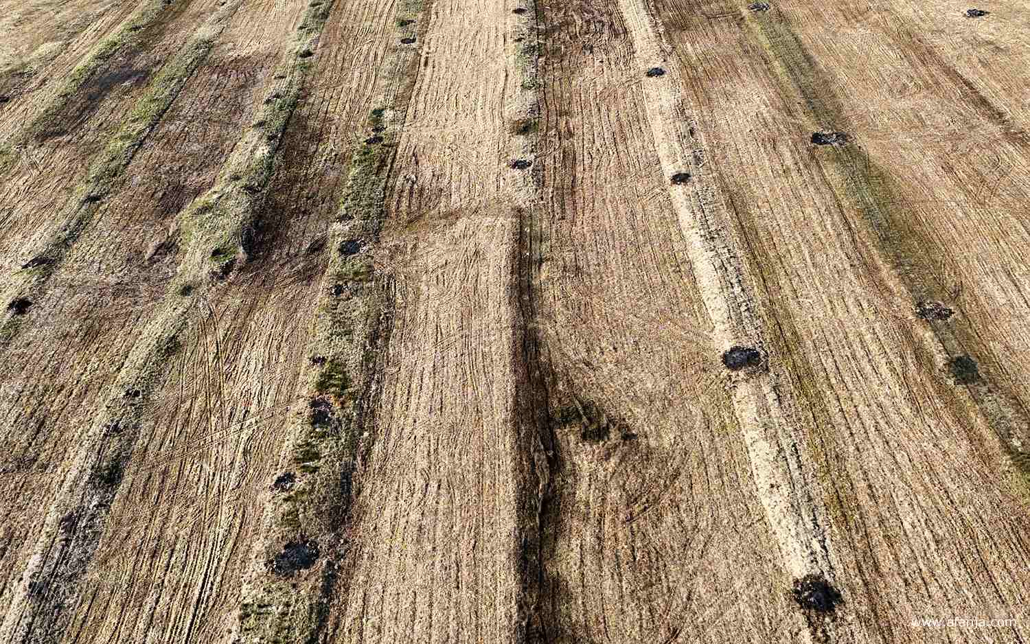 lijnen en structuren in het rietland
