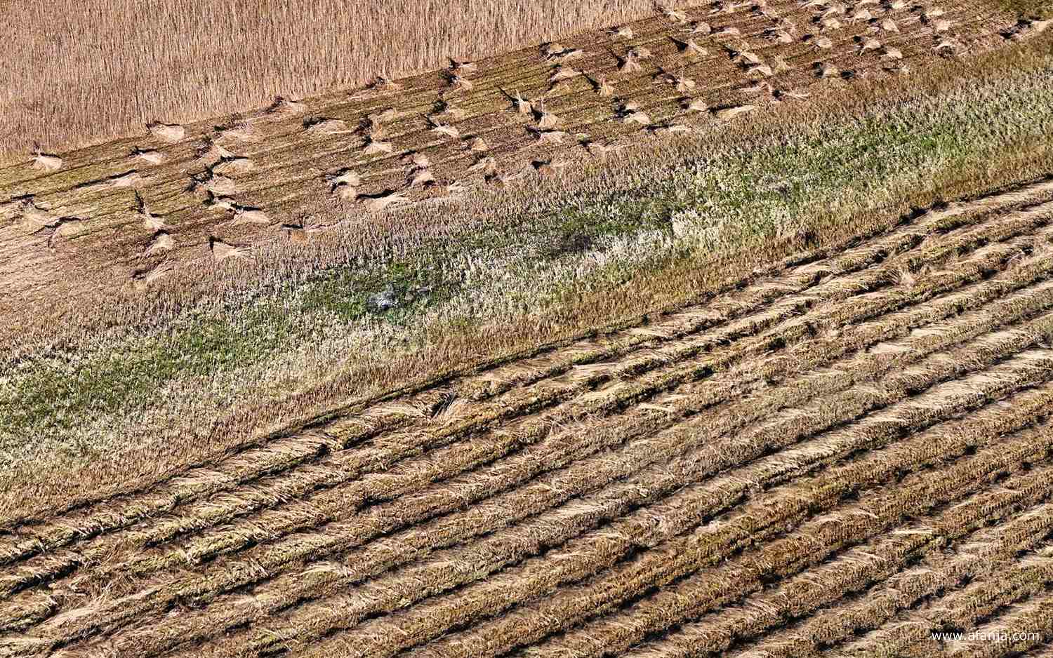 lijnen en structuren in het rietland