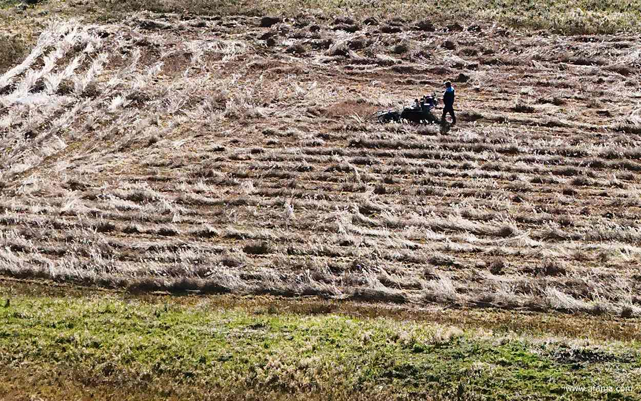 close-up van een perceel rietland met een lage opbrengst, de rietsnijder maait het, maar het riet zal niet worden verkocht