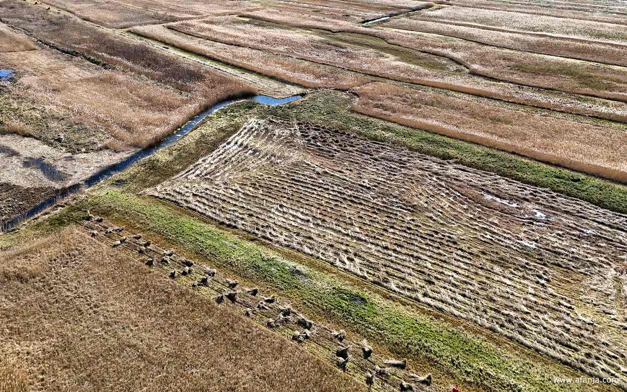 een perceel rietland met een lage opbrengst, dat riet zal niet worden verkocht