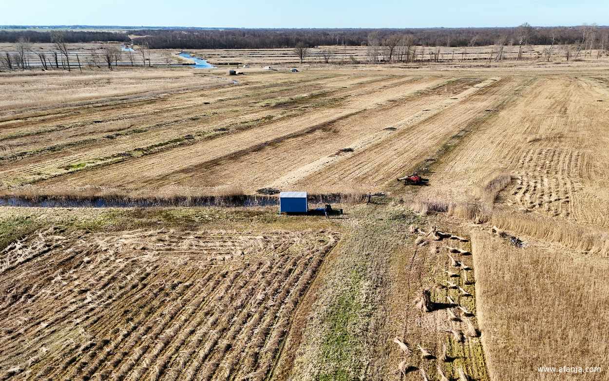 rietland in de Weerribben waar de rietsnijders aan het werk zijn