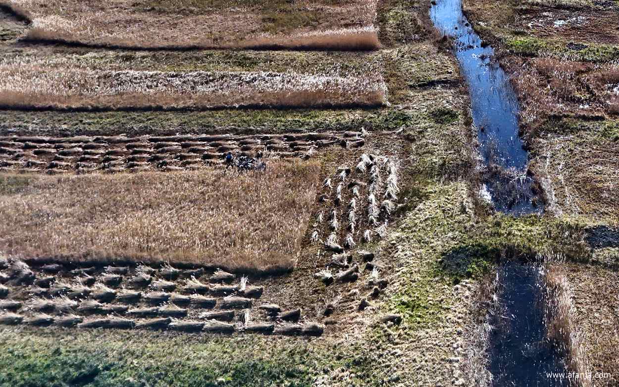 een volgend perceel levert weer riet op, dat meteen in bossen wordt gebonden