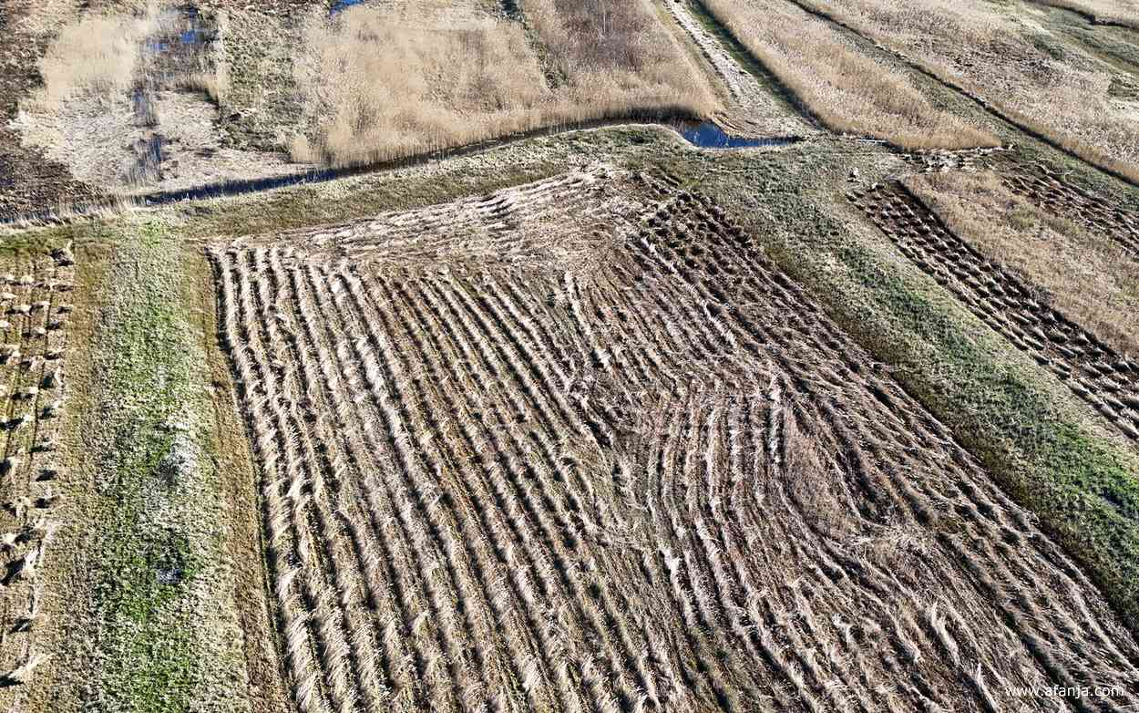 een perceel rietland met een lage opbrengst, dat riet zal niet worden verkocht