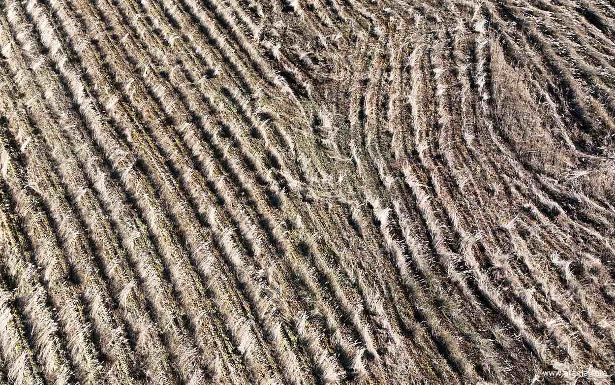 close-up van een perceel rietland met een lage opbrengst, dat riet zal niet worden verkocht