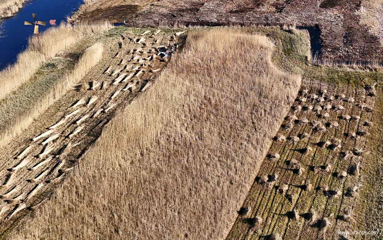 een perceel rietland waarin de opbrengst varieert