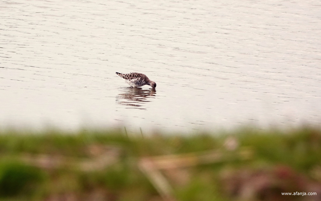 een kemphaan loopt foeragerend door het water