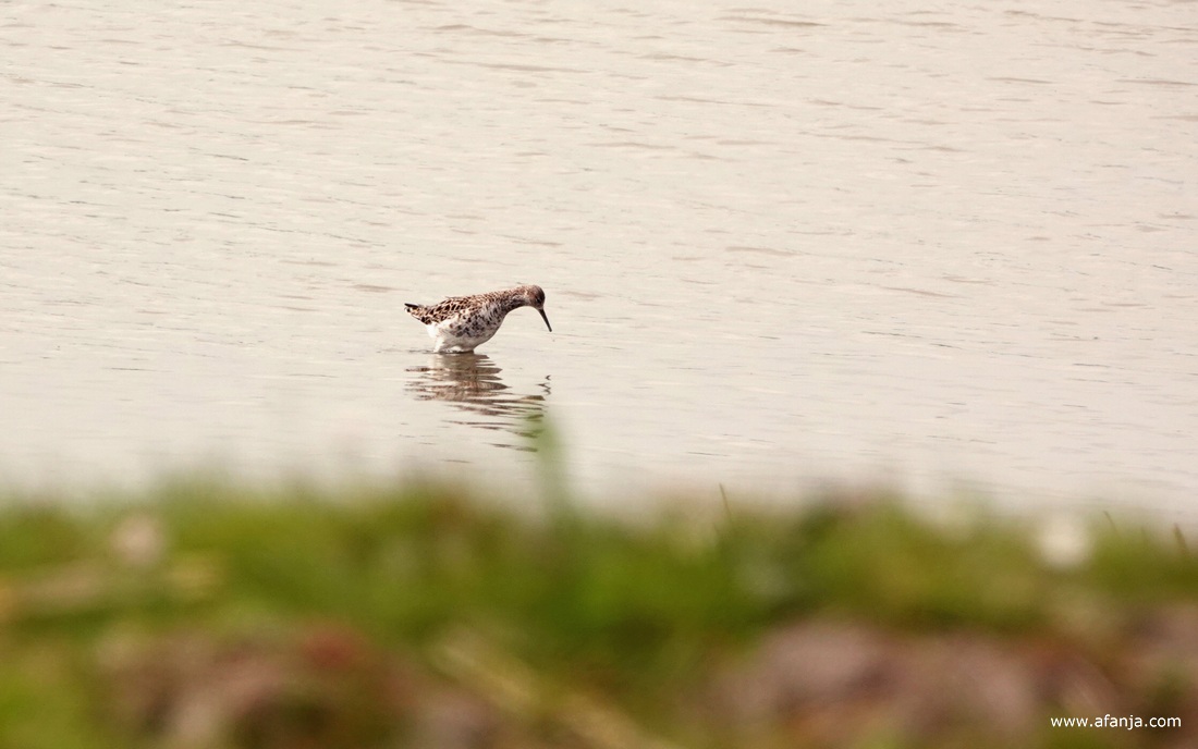 een kemphaan loopt foeragerend door het water