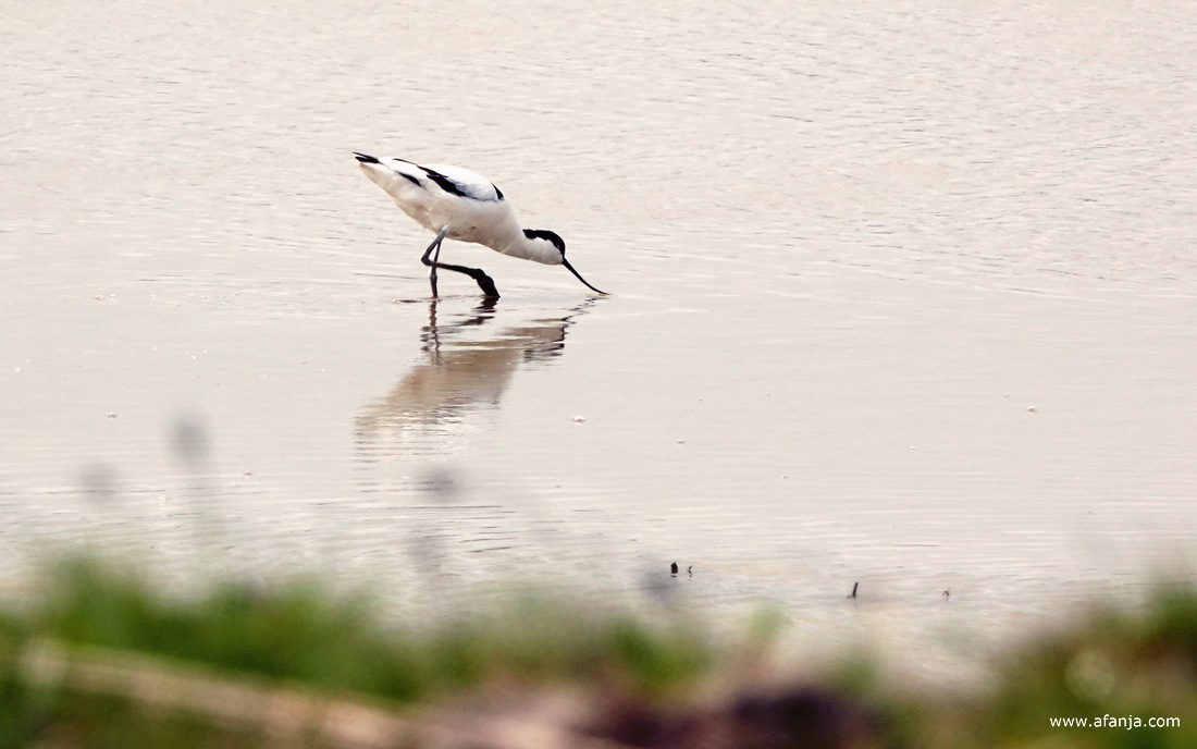 een kluut loopt foeragerend door het water