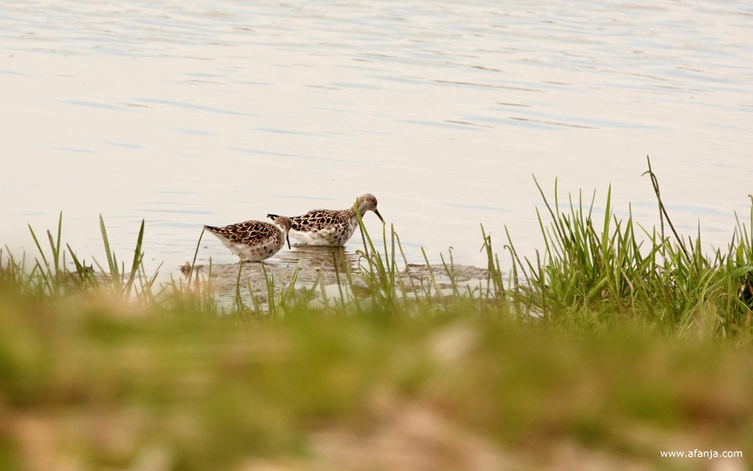 twee kemphanen lopen foeragerend door het water