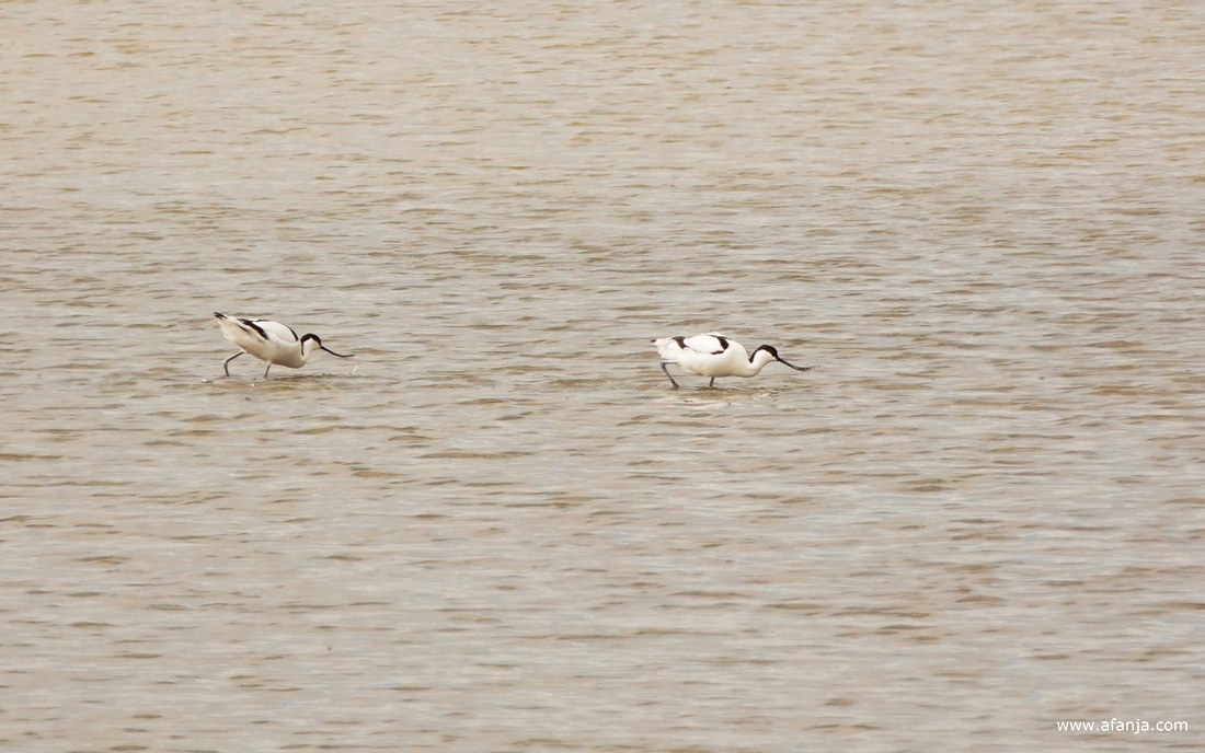 twee kluten lopen foeragerend door het water