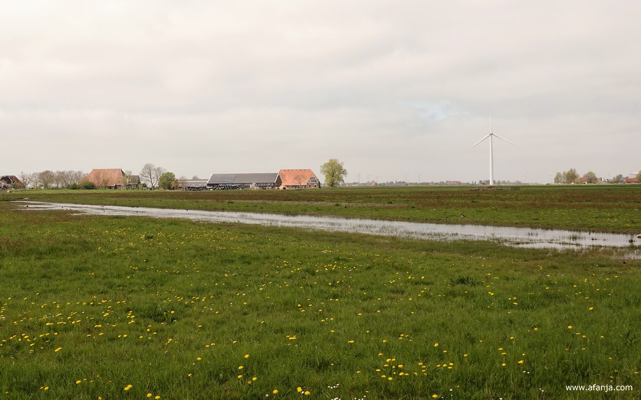 weilanden met plasdras bij Tjerkwerd