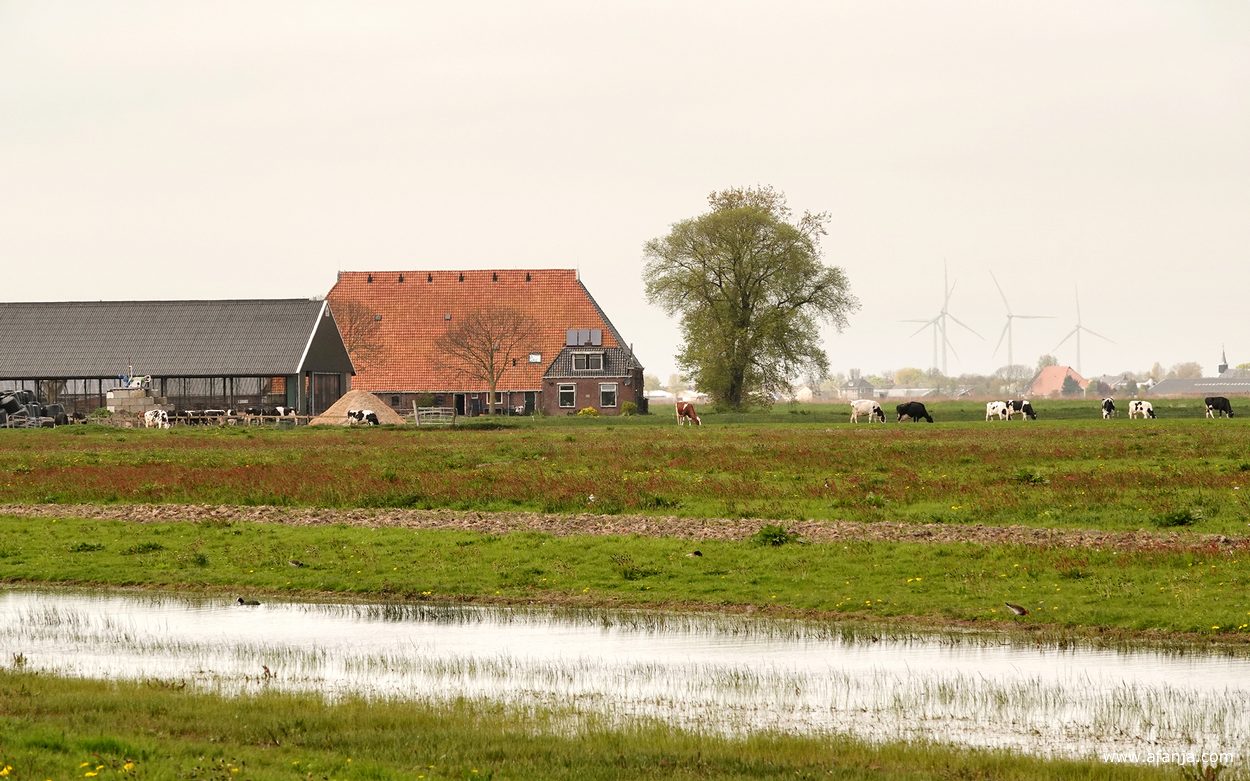 een weiland met plasdras, op de achtergrond een boerderij, vee in de wei en windturbines