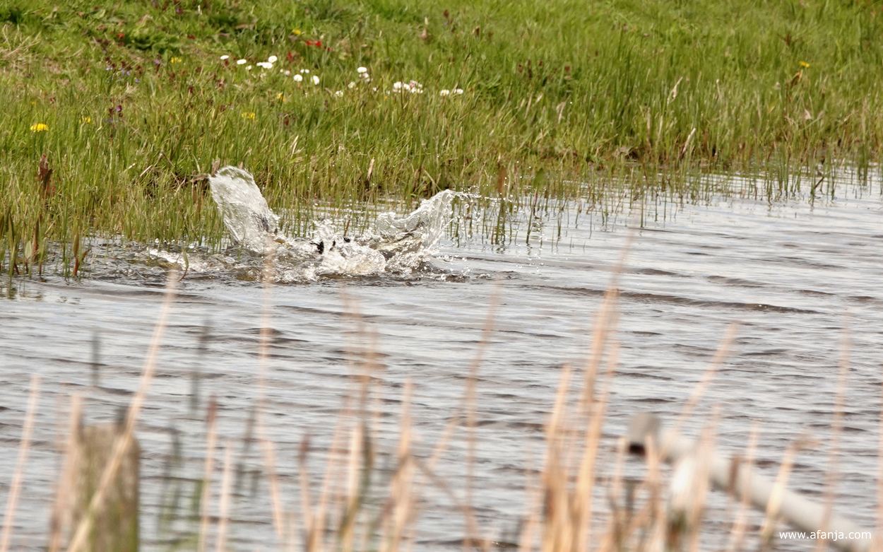 twee meerkoeten lijken tikkertje te spelen