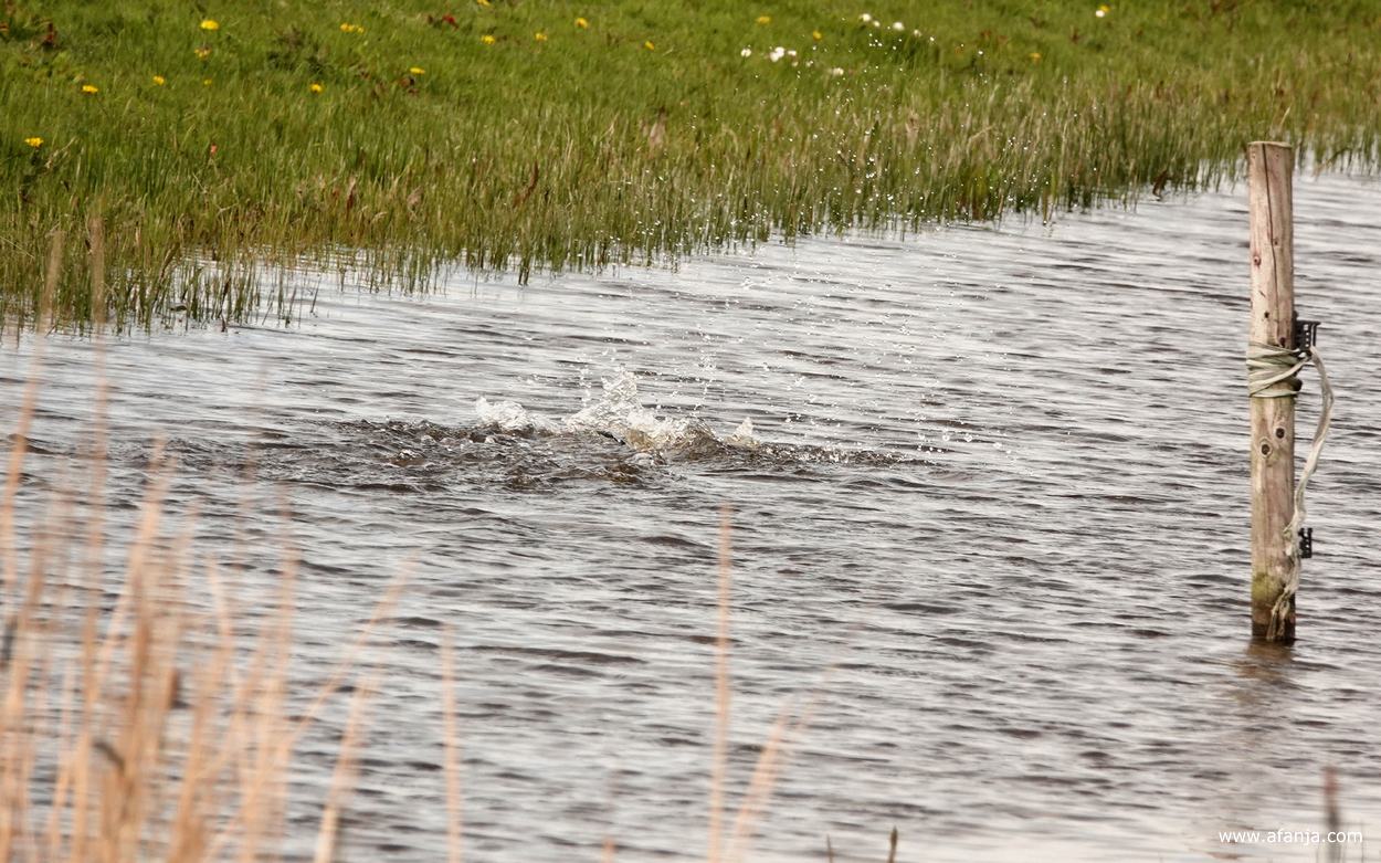 twee meerkoeten lijken tikkertje te spelen