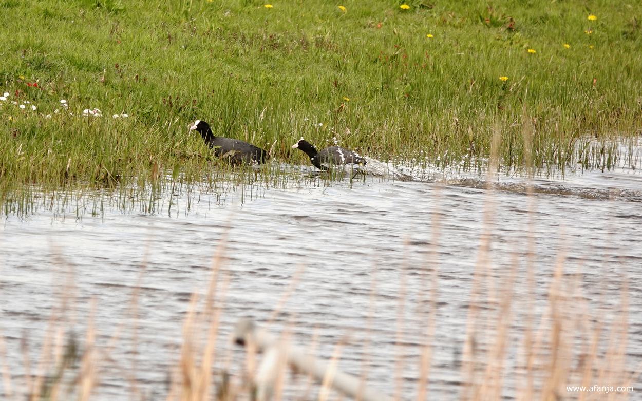 twee meerkoeten lijken tikkertje te spelen