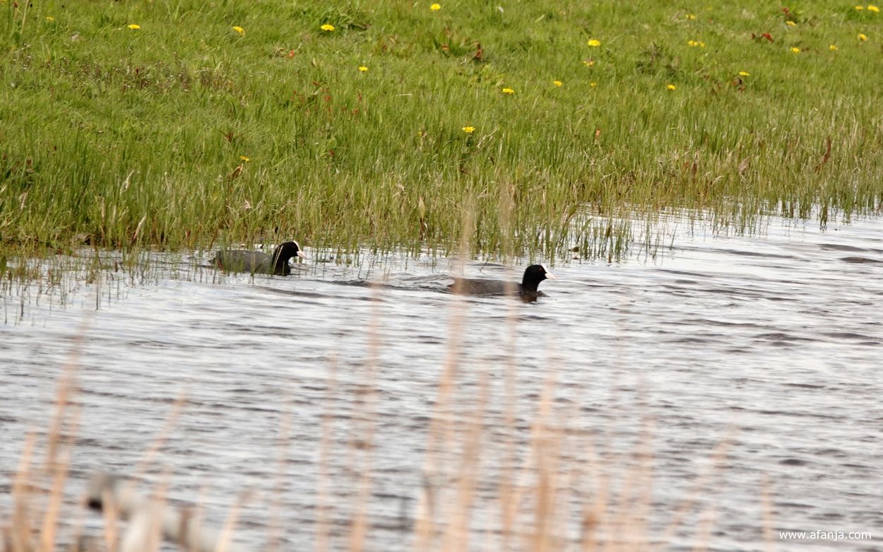 de rust keert terug bij de meerkoeten