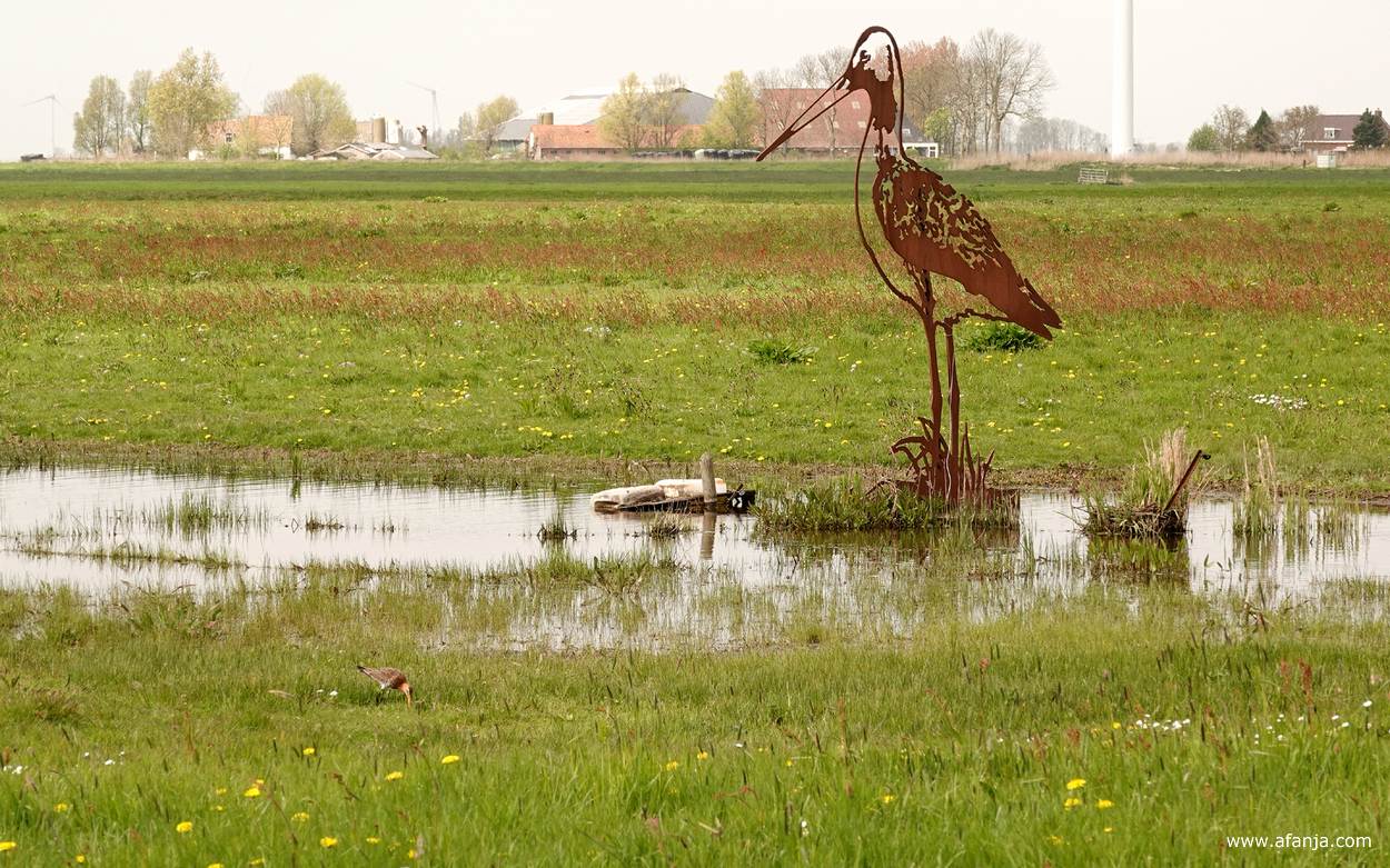 een ca. 3 meter hoge cortenstaal grutto en een echte grutto in het land bij boer Bote