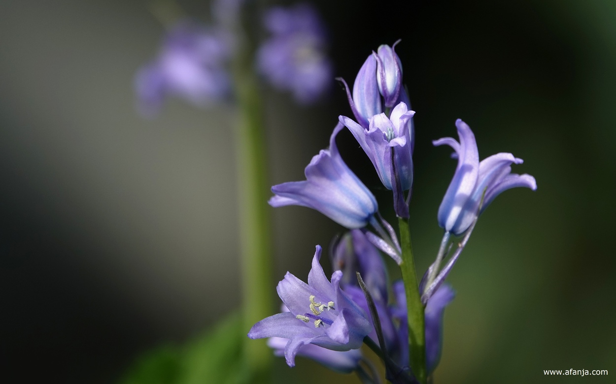 bosanemonen in de tuin