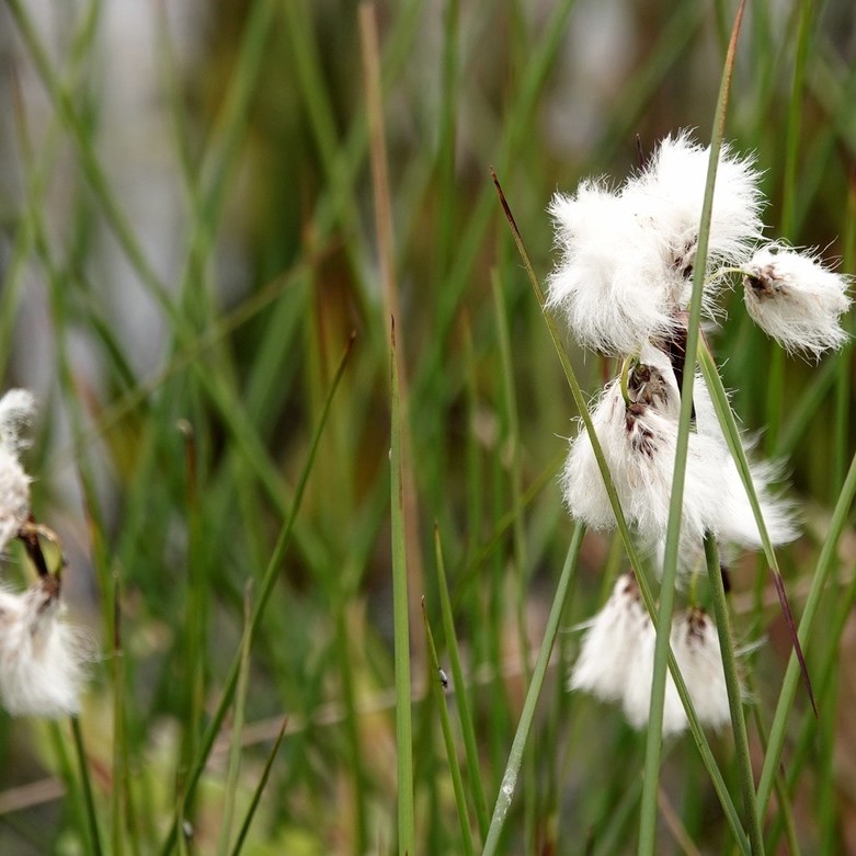 wollegras of veenpluis in het Fochteloërveen
